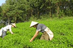 Tỉnh Phú Thọ: Xúc tiến tiêu thụ cho cây chè