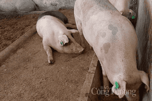 Giá heo hơi hôm nay 11/3: Ghi nhận mức thấp nhất 46.000 đồng/kg