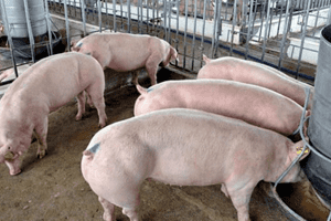 Giá heo hơi hôm nay 12/3: Dao động trong khoảng 46.000 – 52.000 đồng/kg