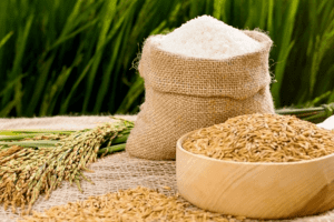 Giá lúa gạo hôm nay 12/3: Lúa Đông Xuân hút hàng, nguồn nhiều