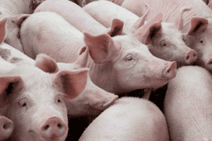 Giá heo hơi hôm nay 13/3: Ghi nhận mức cao nhất 52.000 đồng/kg