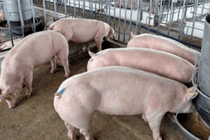 Giá heo hơi hôm nay 14/3: Giảm từ 1.000 - 2.000 đồng/kg