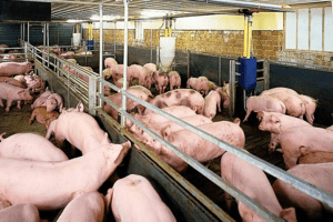Giá heo hơi hôm nay 15/3: Giao dịch từ 46.000 – 52.000 đồng/kg