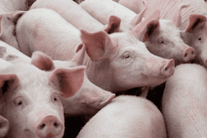 Giá heo hơi hôm nay 17/3: Giảm từ 1.000 - 2.000 đồng/kg trên diện rộng