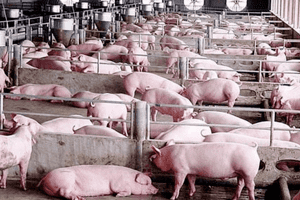 Giá heo hơi hôm nay 18/3: Xu hướng tăng từ 1.000 – 3.000 đồng/kg trên diện rộng