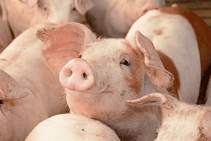 Giá heo hơi hôm nay 19/3: Giao dịch trong khoảng 47.000 - 51.000 đồng/kg