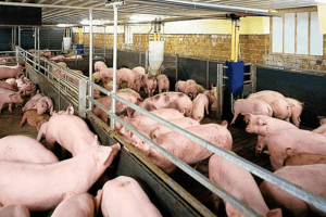 Giá heo hơi hôm nay 20/3: Dao động trong khoảng 47.000 - 51.000 đồng/kg