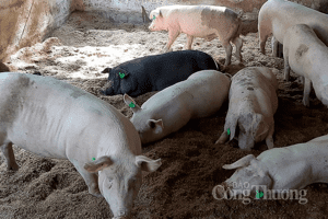 Giá heo hơi hôm nay 21/3: Tăng – giảm 1.000 đồng/kg