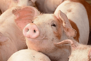 Giá heo hơi hôm nay 22/3: Ghi nhận mức thấp nhất 47.000 đồng/kg