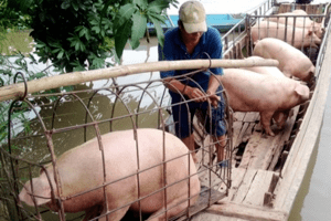 Giá heo hơi hôm nay 25/3: Tăng - giảm từ 1.000 – 2.000 đồng/kg
