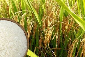 Giá lúa gạo hôm nay 26/3 và tổng kết tuần qua: Thị trường giao dịch sôi động