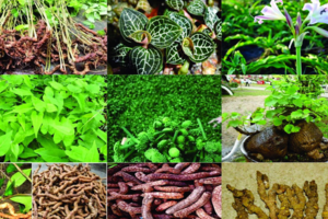 Điều kiện vay vốn phát triển vùng trồng dược liệu quý