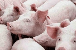 Giá heo hơi hôm nay 28/3: Tăng – giảm 1.000 đồng/kg
