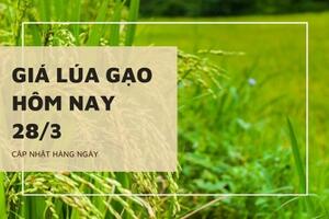 Giá lúa gạo hôm nay 28/3: Giá gạo tăng 50 đồng/kg