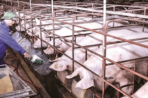 Giá heo hơi hôm nay 29/3: Tăng-giảm 1.000 đồng/kg tại một vài địa phương
