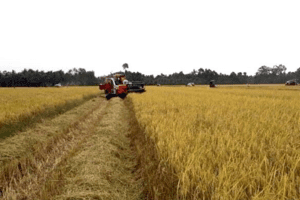 Giá lúa gạo hôm nay 29/3: Nhu cầu mua nhiều, giá gạo tiếp đà tăng 50 đồng/kg
