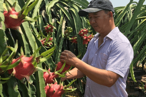 Xuất khẩu nông sản sang thị trường Australia: Doanh nghiệp cần lưu ý gì?