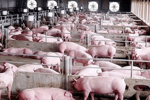 Giá heo hơi hôm nay 30/3: Ghi nhận trong khoảng 48.000 - 52.000 đồng/kg