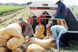 Giá lúa gạo hôm nay 30/3: Giá lúa đồng loạt giảm 100-800 đồng/kg, giá gạo xuất khẩu tăng 20 USD/tấn