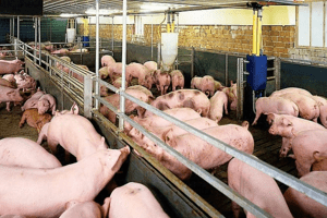 Giá heo hơi hôm nay 31/3: Ghi nhận mức cao nhất 52.000 đồng/kg
