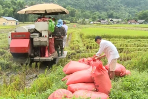 Giá lúa gạo hôm nay 1/4: Giá gạo tiếp tục đà giảm 50 đồng/kg