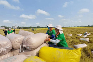 Gạo Việt Nam thêm cơ hội xuất sang thị trường Indonesia