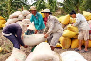 Giá lúa gạo hôm nay 3/4: Sôi động phiên đầu tuần