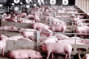 Giá heo hơi hôm nay 4/4: Biến động trái chiều từ 1.000 - 3.000 đồng/kg
