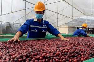 EU thay đổi quy định nhập khẩu, xuất khẩu cà phê Việt đối diện thách thức