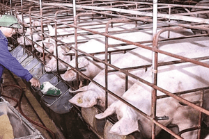 Giá heo hơi hôm nay 8/4: Ổn định trong khoảng 48.000 - 52.000 đồng/kg