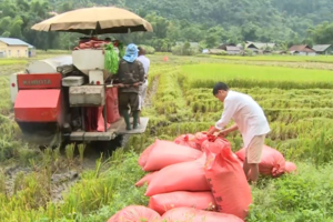 Giá lúa gạo hôm nay 9/4 và tổng kết tuần qua: Giá lúa tăng 300 đồng/kg, gạo xuất khẩu tăng 10 USD/tấn