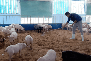 Giá heo hơi hôm nay 10/4: Đi ngang ngày thứ ba liên tiếp
