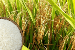Giá lúa gạo hôm nay 11/4: Giá gạo tăng 100 đồng/kg