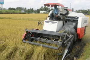 Giá lúa gạo hôm nay 12/4: Giá gạo tiếp tục tăng