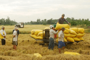 Giá lúa gạo hôm nay 14/4: Lúa Đông Xuân cạn nguồn, giá tăng 100 – 300 đồng/kg