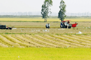Giá lúa gạo hôm nay 15/4: Tiếp đà tăng 100 đồng/kg