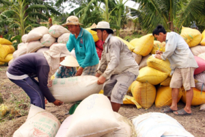 Giá lúa gạo hôm nay 17/4: Giá lúa tiếp đà tăng, thị trường sôi động