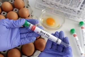 Những cảnh báo ban đầu về khả năng lây lan virus H5N1 ở người