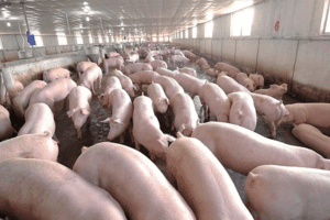 Giá heo hơi hôm nay 19/4: Tiếp đà 1.000 - 2.000 đồng/kg trên diện rộng