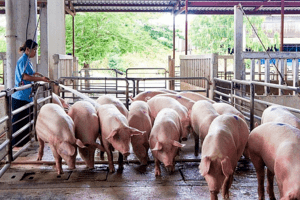 Giá heo hơi hôm nay 20/4: Tiếp tục tăng từ 1.000 - 3.000 đồng/kg