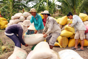 Giá lúa gạo hôm nay 21/4: Giá lúa tiếp đà tăng