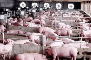 Giá heo hơi hôm nay 22/4: Tăng 1.000 đồng/kg ở khu vực phía Nam