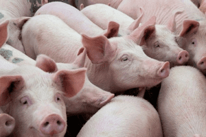 Giá heo hơi hôm nay 23/4: Ghi nhận mức cao nhất 55.000 đồng/kg