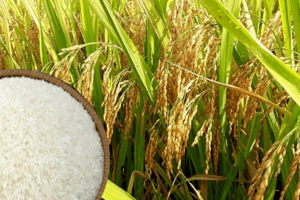 Giá lúa gạo hôm nay 24/4: Nguồn cung xuống thấp, giá lúa gạo tiếp tục neo cao