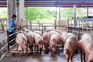 Giá heo hơi hôm nay 25/4: Tăng - giảm trái chiều từ 1.000 – 2.000 đồng/kg