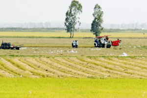 Giá lúa gạo hôm nay 25/4: Nếp Long An tăng 100 đồng/kg