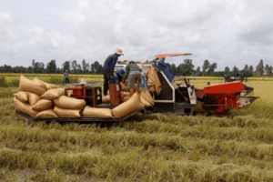 Giá lúa gạo hôm nay 27/4: Doanh nghiệp ký nhiều hợp đồng mới, thương lái tăng gom hàng