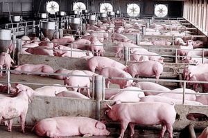 Giá heo hơi hôm nay 27/4: Tăng - giảm 1.000 đồng/kg