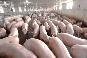 Giá heo hơi hôm nay 28/4: Tăng – giảm 1.000 đồng/kg