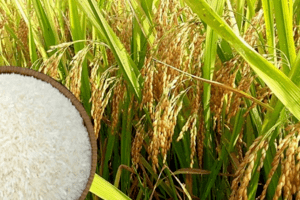 Giá lúa gạo hôm nay 28/4: Thị trường chậm lại trước kỳ nghỉ lễ